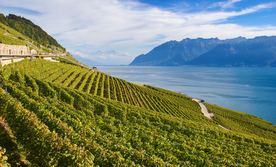 Fototapeta premium Lavaux region