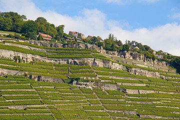 Lavaux region