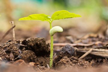 Growing plants