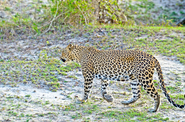 Sri Lankan Leopard - Panthera Pardus Kotiya