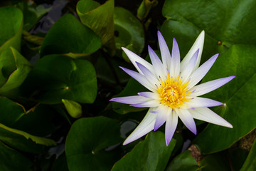 Above the white lotus which bloom beautifully distinctive