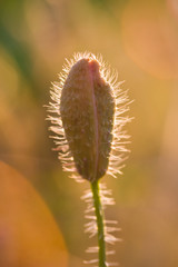 Poppy bud in a sunset light