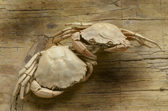 Brachyura Granchio Krabben Krabbe Kraby Крабы