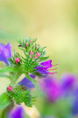 Fiore viola sfondo verde