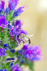 Fiore viola su sfondo verde