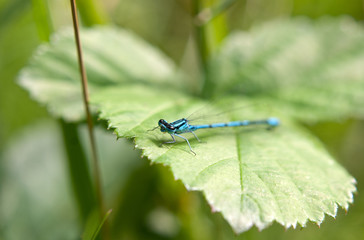 dragonfly sitting