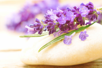 Lavendelbl&uuml;ten auf Stein