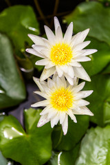 White lotus petals together beautifully despite the somewhat