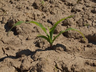 Dry ground of cracked clay with last green flower. Sharp shadows
