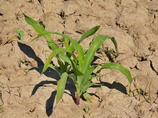 Dry cracked clay with last green flower. Sharp ahadows