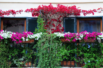 Fototapeta na wymiar Balcony Garden in Blossom