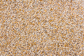 seeds of wheat background