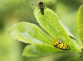 Божья коровка желтая