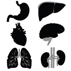 Icons of the internal organs on white. Raster