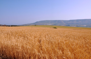 Wheat Field and Mountain Landscape