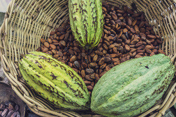 Cocoa or Cacao Beans