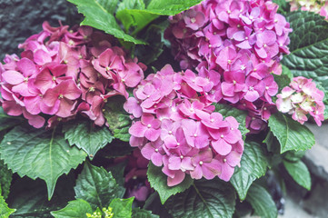 Hydrangea