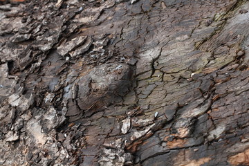 Old and precious log local