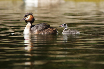 Great Crested Grebe, Podiceps cristatus