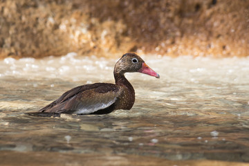 A brown duck bathing and shaking off water