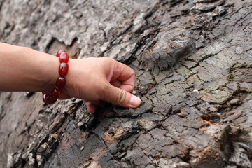 Old and precious log local