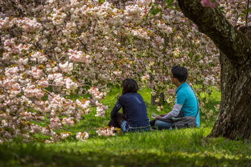 Couple sitting amid Japanese Cherry Tree Blossoms