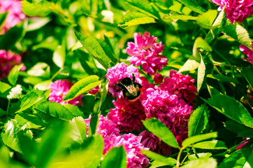 pink rose and bumble-bee