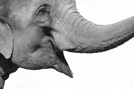Elephant head, close up