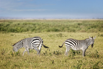 Fototapeta na wymiar plain zebras