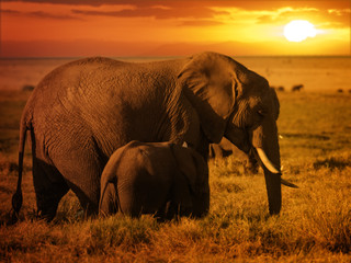 Fototapeta na wymiar Forest elephant with her calf at sunset
