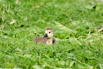 Kücken auf der Wiese