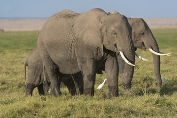 Fototapeta na wymiar African Bush Elephants