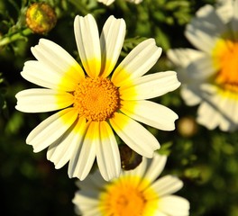 Fototapeta premium Splendid wild daisy in spring