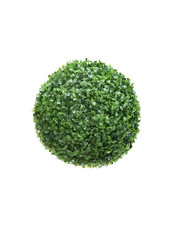 Close up of ball-shaped green bush, isolated
