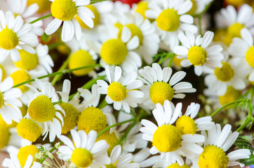 Fototapeta premium camomile flower