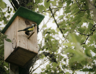 Fototapeta premium Birdhouse with bird