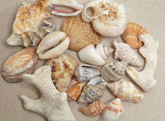background made ​​of seashells