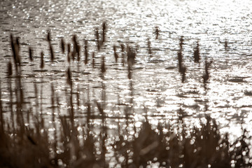 reed in water