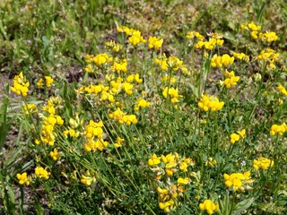 blossoming plant bird's foot on meadow