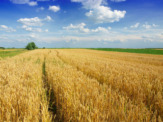 Golden wheat field with cloudy sky in background