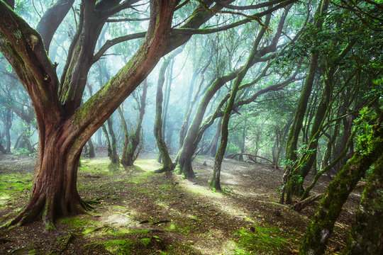 unusual forest