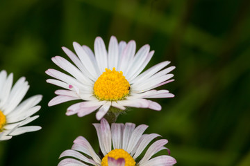 Fototapeta premium Marguerite