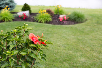 Colorful red tropical hibiscus flower