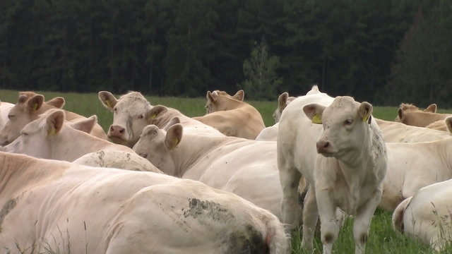 Cows charolais resting pasture