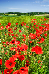 Klatschmohn im Getreidefeld, landschaftliche Idylle