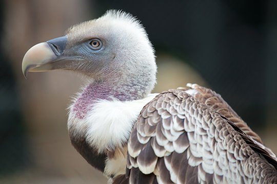 Portrait of a Ruppell's Griffon Vulture