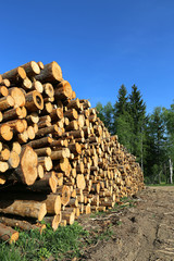 Harvesting timber logs in a forest