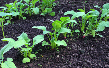 Young radish  and cucumber seedlings in the garden