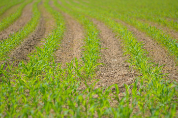 Field with young maize plants