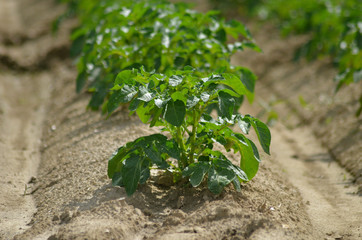 Potato crop in dry soil